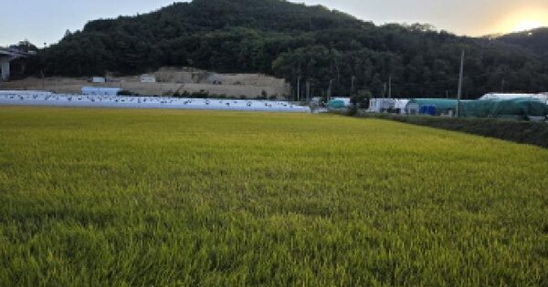 경상북도 성주군 초전면 고산리 310  답 경매 물건 이미지
