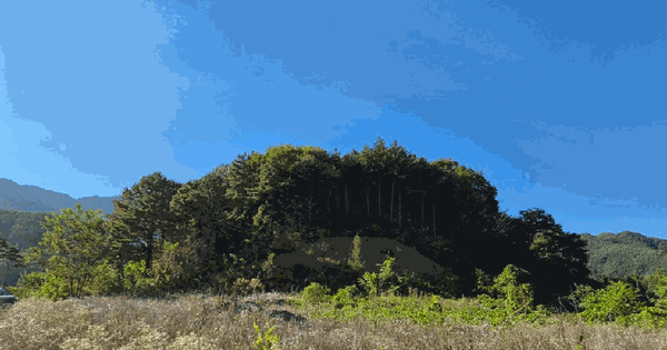 충청북도 단양군 적성면 상리 64-117  임야 경매 물건 이미지