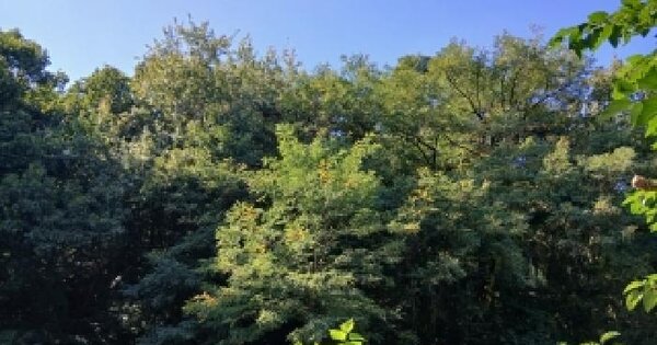 경기도 용인시 기흥구 마북동 산32-3  임야 경매 물건 이미지