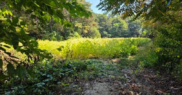 경기도 여주시 점동면 원부리 296  전 경매 물건 이미지