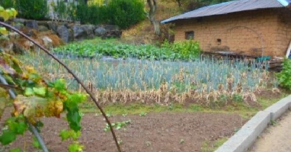 충청북도 충주시 살미면 설운리 243  대지 경매 물건 이미지