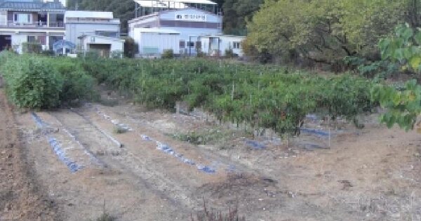 경상북도 칠곡군 지천면 달서리 125-3  전 경매 물건 이미지