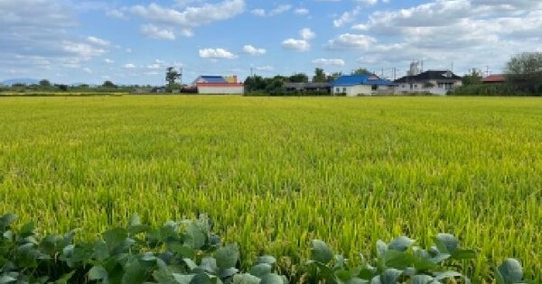전북특별자치도 부안군 백산면 용계리 77-5  답 경매 물건 이미지