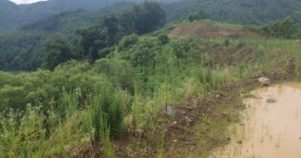 경기도 가평군 북면 백둔리 산50-2 전 경매 물건 이미지