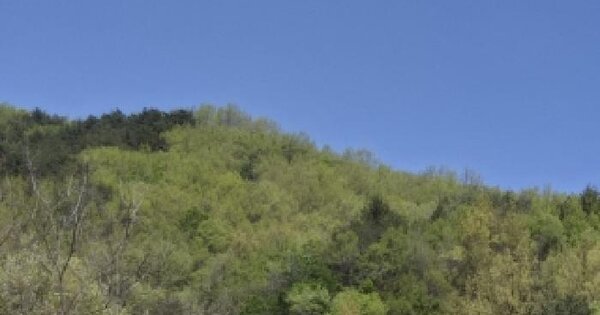 강원특별자치도 고성군 죽왕면 구성리 산10 임야 경매 물건 이미지