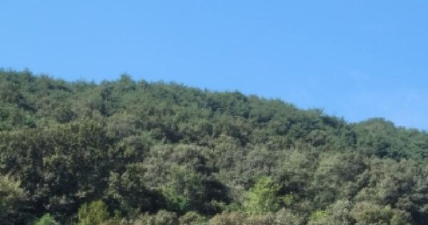 경상남도 의령군 봉수면 천락리 산40-2 임야 경매 물건 이미지