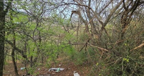 울산광역시 울주군 두동면 천전리 산140 임야 경매 물건 이미지