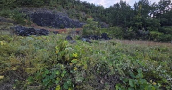 경상북도 청도군 청도읍 덕암리 산193  임야 경매 물건 이미지