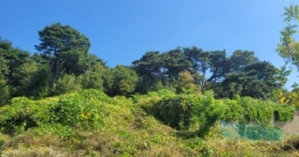 충청북도 청주시 흥덕구 신성동 165-11  임야 경매 물건 이미지