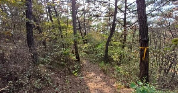 충청남도 태안군 원북면 반계리 603-1  임야 경매 물건 이미지