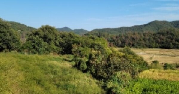 전남광주통합특별시 여수시 소라면 복산리 1516-3  임야 경매 물건 이미지