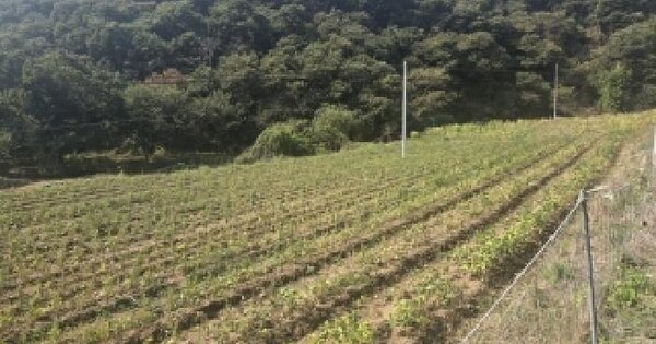 충청남도 공주시 정안면 대산리 533-1  전 경매 물건 이미지