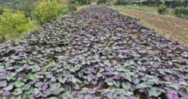 경상남도 고성군 동해면 장기리 766-2  답 경매 물건 이미지