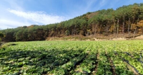 강원특별자치도 평창군 대관령면 병내리 380  전 경매 물건 이미지