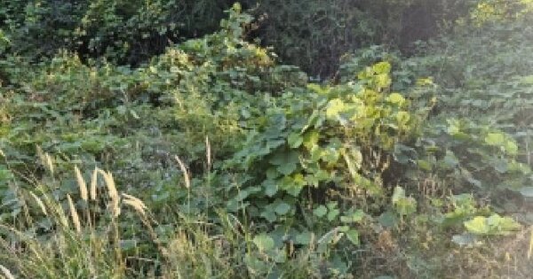 충청남도 서천군 문산면 신농리 613  전 경매 물건 이미지
