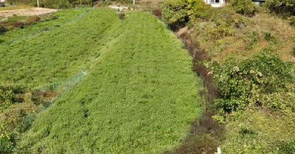 대구광역시 군위군 산성면 봉림리 1158  답 경매 물건 이미지