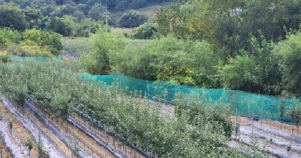 경상북도 영천시 청통면 죽정리 75  답 경매 물건 이미지