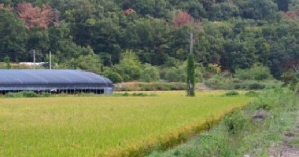 경상남도 밀양시 무안면 연상리 40-3  답 경매 물건 이미지