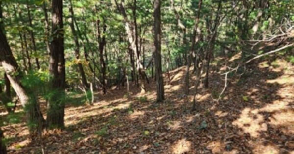 경기도 가평군 가평읍 산유리 산49-51  임야 경매 물건 이미지