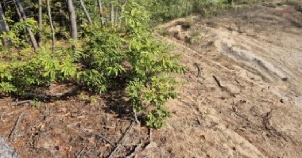 강원특별자치도 고성군 죽왕면 인정리 514-2  미지정 경매 물건 이미지