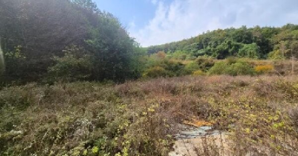 경기도 안성시 죽산면 용설리 산175-2  임야 경매 물건 이미지